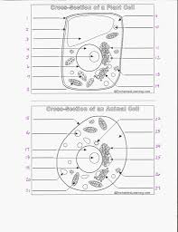 Cross Section Plant And Animal Cells Diagram Quizlet Animal and plant cells are similar in many ways, but have distinctive differences as well. cross section plant and animal cells