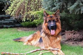 Dating way back to the 14 century, the briad or berger de brie was bred to be herding and flock guard dog. Your Inside Scoop To The Remarkable Long Haired German Shepherd Animalso
