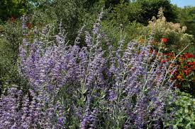 Image result for perovskia atriplicifolia 'little spire'