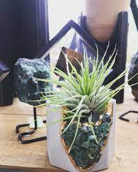 Knollwood Garden Center On Instagram New Tillandsia And Tealight Holders Made With Real Stone We Love These Little Ge Tillandsia Air Plants Tea Light Holder