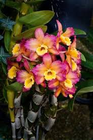 Orchid Dendrobium Grex Oriental Smile Fantasy Orquideas Dendrobium Orquideas Roxas Orquidea