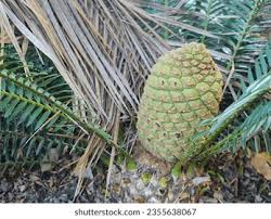Image result for Encephalartos schmitzii