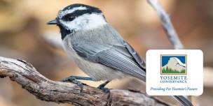 Two-Day Hike: Tuolomne Birding