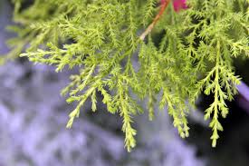 Image result for Cupressus macrocarpa