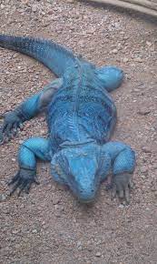 Why So Blue My Friend Animals Beautiful Animals Endangered Animals