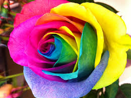 Custom printing · super fast turnaround · made in the usa Rainbow Roses Wallpaper Hd Novocom Top