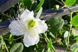 Image result for Capparaceae