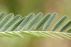 Image result for Aeschynomene sp. E