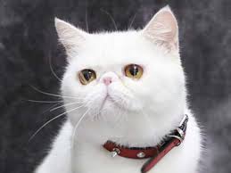 Male black and white cat names. Exotic Shorthair Price Personality Lifespan
