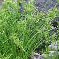 Image result for Cyperus haspan