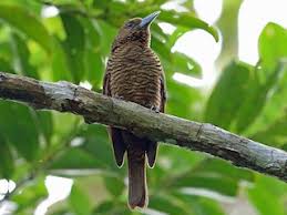 Image result for Vangueria vestita