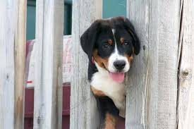 The training secrets that dog experts use daily. Dog Boundary Training Teach Your Dog To Stay Out Of A Room