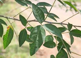Image result for Crotalaria laburnifolia