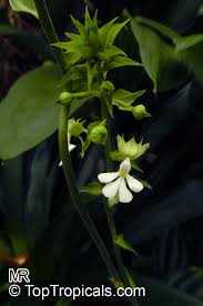 Image result for Calanthe