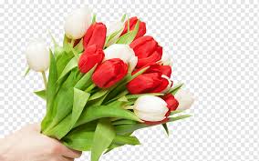 Gratis untuk komersial tidak perlu kredit bebas hak cipta. Flower Bouquet Tulip Televisi Hd Tulip Bouquet Merangkai Bunga Putih Tangan Png Pngwing