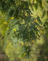 Image result for Tipuana