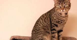 American Shorthair Black And Grey Cat Malissa An Ocicat Mix Grey Cat Breeds Fluffy Cat Breeds American Shorthair Cat