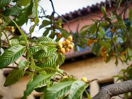 Image result for Eriobotrya