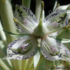 Image result for Swertia