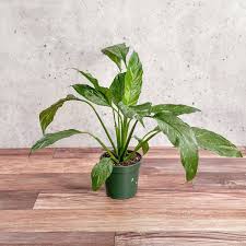 Image result for Spathiphyllum