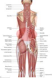 See back muscles and low back pain nerves in your lower back What Are The Causes Of Low Back Muscle Spasming