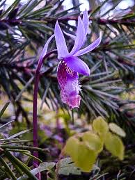 We did not find results for: Wildflowers Of The Pacific Northwest Pacific Northwest Adventures