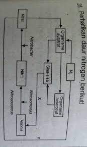Interpretasi dapat dikatakan juga sebagai kesimpulan dari paragraf atau naskah tersebut. Proses X Dan Y Secara Berurutan Adalah A Denitrifikasi Dan Nitrifikasib Nitrifikasi Dan Brainly Co Id