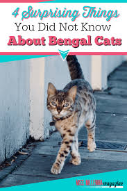 What are the differences between bengal cats and other tabby cats? 4 Surprising Things You Did Not Know About Bengal Cats