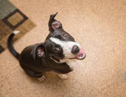 I want to hire petting zoos in salem, nh. Mary S Dogs Rescue And Adoption Home