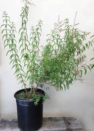 Image result for Aloysia citrodora