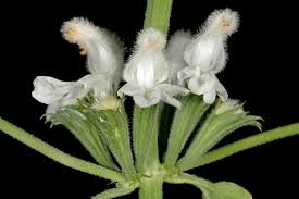 Image result for Leucas glabrata