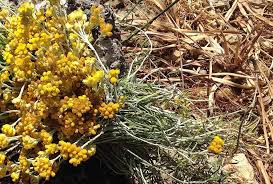 Image result for Helichrysum longiramum