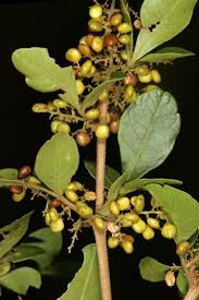 Image result for Searsia pentheri