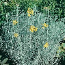 Image result for Helichrysum kirkii