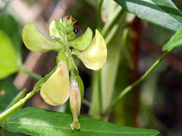 Image result for Vigna luteola