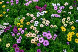 Image result for Osteospermum