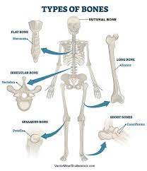 Types Of Bones Anatomy Types Of Bones Anatomy Bones Skeletal System Anatomy