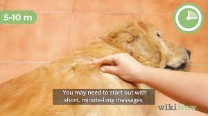 Check spelling or type a new query. How To Massage A Dog 13 Steps With Pictures Wikihow