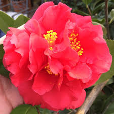 Vegetable, herb, flower, grain, cover crop, microgreens, sprouts, wheatgrass & more Camellia Japonica Kramer S Supreme Camellia Kramer S Supreme Uploaded By Craigstarkey