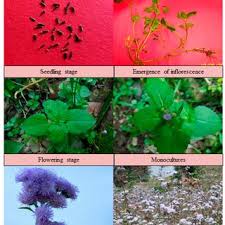 Image result for Sphaeranthus flexuosus