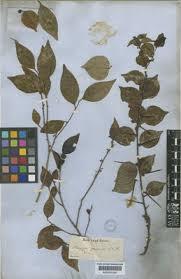 Image result for Eriosema scioanum