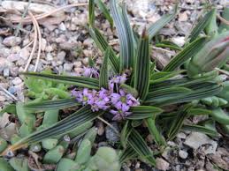 Image result for Ledebouria cooperi