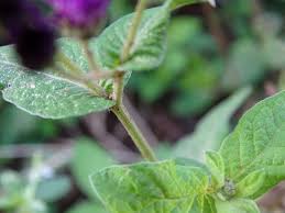 Image result for Gutenbergia cordifolia