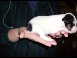 Maybe you would like to learn more about one of these? Jack Russell Terrier Puppies In Michigan