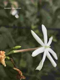 Image result for Jasminum fluminense