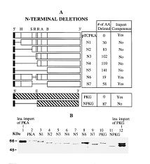 Variations in a gene can affect traits in several ways. Import Characteristics Of A Leucoplast Pyruvate Kinase Are Influenced By A 19 Amino Acid Domain Within The Protein Journal Of Biological Chemistry
