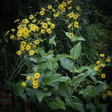 Image result for Schoenoxiphium