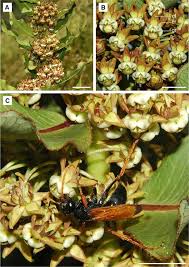 Image result for Satyrium orbiculare