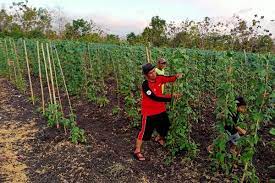 Tiada lagi pengimportan cili merah dari vietnam dibenarkan sepanjang tahun ini, kata timbalan menteri pertanian dan industri beliau berkata, ini berikutan pemantauan persampelan cili merah dari negara berkenaan menunjukkan kandungan 'maximum residue limit' (mrl) melebihi. Harga Komoditas Pertanian Anjlok Petani Wonogiri Pilih Merantau
