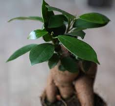 I took a picture from my newest video (comin soon!) 2yr ⋅ bigbluebotanist. Buy Baby Ficus Ginseng Bonsai Ideal Terrarium Plant